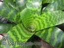 Vriesea